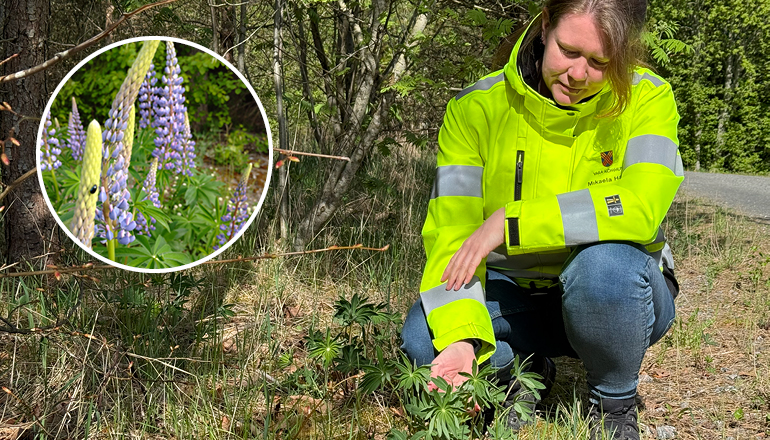 Kvinna i varselkläder på huk i ett dike, rör vid en grön växt. Lila blomsterlupin i en infälld bild.